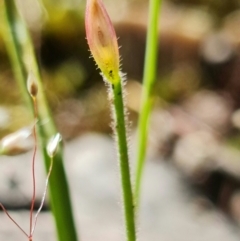 Caladenia sp. (A Caladenia) at Block 402 - 15 Nov 2021 by RobG1