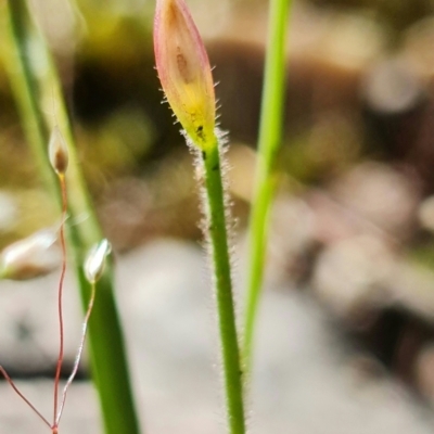 Caladenia sp. (A Caladenia) at Block 402 - 15 Nov 2021 by RobG1