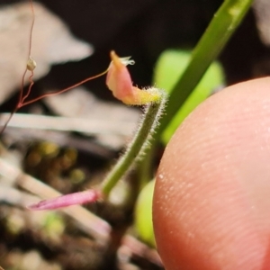 Caladenia sp. at Stromlo, ACT - suppressed