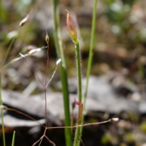 Caladenia sp. at Stromlo, ACT - suppressed