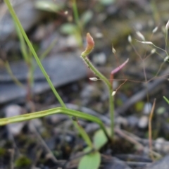 Caladenia sp. at Stromlo, ACT - suppressed