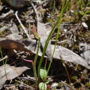 Caladenia sp. at Stromlo, ACT - suppressed