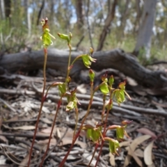 Caleana minor (Small Duck Orchid) at Black Mountain - 16 Nov 2021 by RobG1