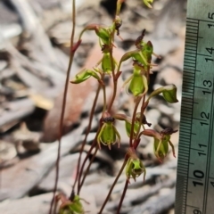 Caleana minor at Molonglo Valley, ACT - 16 Nov 2021