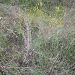 Senecio quadridentatus (Cotton Fireweed) at Little Taylor Grasslands - 16 Nov 2021 by RosemaryRoth