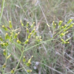 Senecio quadridentatus at Kambah, ACT - 17 Nov 2021 09:52 AM