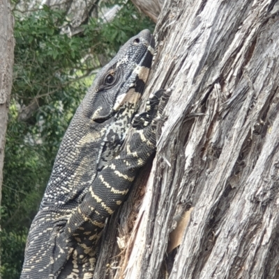 Varanus varius (Lace Monitor) at Bournda National Park - 16 Nov 2021 by LD12