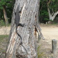 Varanus varius at Bournda, NSW - suppressed