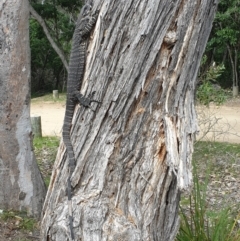 Varanus varius at Bournda, NSW - suppressed