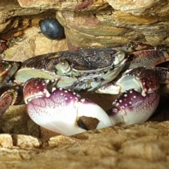 Leptograpsus variegatus (Purple Rock Crab) at Bournda, NSW - 17 Nov 2021 by LD12