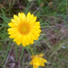 Xerochrysum viscosum (Sticky Everlasting) at Little Taylor Grasslands - 16 Nov 2021 by RosemaryRoth