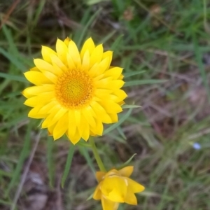 Xerochrysum viscosum at Kambah, ACT - 17 Nov 2021