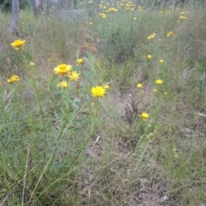 Xerochrysum viscosum at Kambah, ACT - 17 Nov 2021