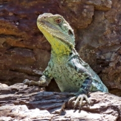 Intellagama lesueurii howittii (Gippsland Water Dragon) at Acton, ACT - 16 Nov 2021 by RodDeb