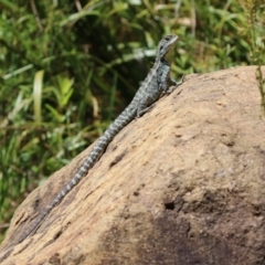 Intellagama lesueurii howittii at Acton, ACT - 16 Nov 2021