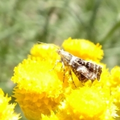 Tebenna micalis at Molonglo Valley, ACT - 16 Nov 2021