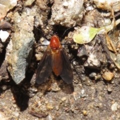 Bibio imitator at Acton, ACT - 16 Nov 2021 12:26 PM