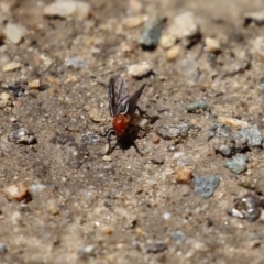 Bibio imitator at Acton, ACT - 16 Nov 2021 12:26 PM