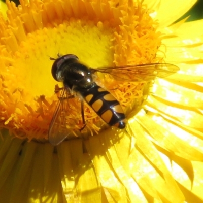 Melangyna viridiceps (Hover fly) at Acton, ACT - 16 Nov 2021 by RodDeb