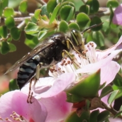 Bembix sp. (genus) (Unidentified Bembix sand wasp) at Acton, ACT - 16 Nov 2021 by RodDeb