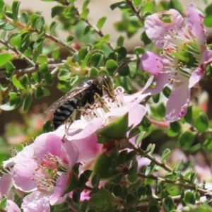 Bembix sp. (genus) at Acton, ACT - 16 Nov 2021