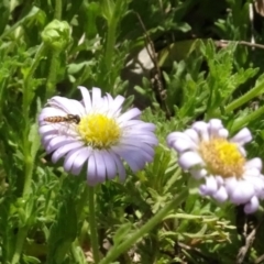 Syrphidae (family) (Unidentified Hover fly) at National Arboretum Woodland - 16 Nov 2021 by AndyRussell