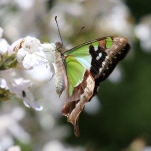 Graphium macleayanum at Acton, ACT - 16 Nov 2021