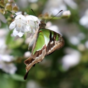 Graphium macleayanum at Acton, ACT - 16 Nov 2021