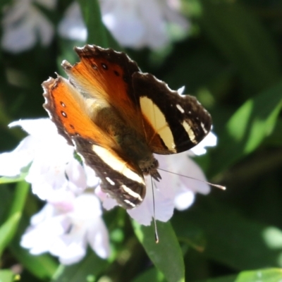 Vanessa itea (Yellow Admiral) at ANBG - 16 Nov 2021 by RodDeb