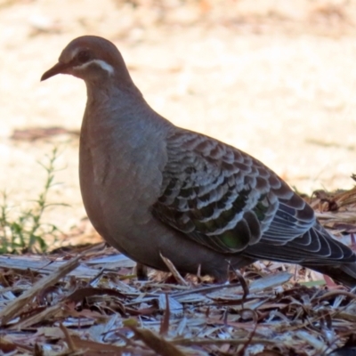 Phaps chalcoptera (Common Bronzewing) at ANBG - 16 Nov 2021 by RodDeb