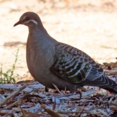 Phaps chalcoptera (Common Bronzewing) at Acton, ACT - 16 Nov 2021 by RodDeb