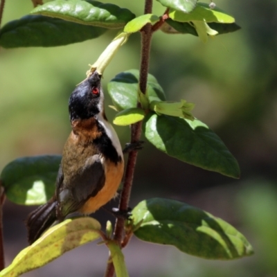 Acanthorhynchus tenuirostris (Eastern Spinebill) at ANBG - 16 Nov 2021 by RodDeb