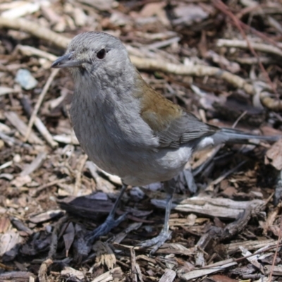 Colluricincla harmonica (Grey Shrikethrush) at ANBG - 16 Nov 2021 by RodDeb