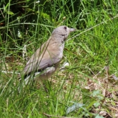 Colluricincla harmonica at Acton, ACT - 16 Nov 2021