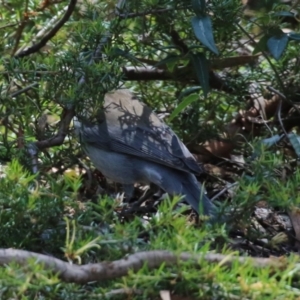 Colluricincla harmonica at Acton, ACT - 16 Nov 2021