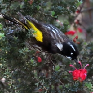 Phylidonyris novaehollandiae at Acton, ACT - 16 Nov 2021