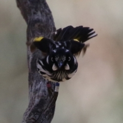 Phylidonyris novaehollandiae at Acton, ACT - 16 Nov 2021