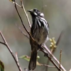 Phylidonyris novaehollandiae at Acton, ACT - 16 Nov 2021