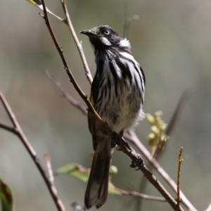 Phylidonyris novaehollandiae at Acton, ACT - 16 Nov 2021