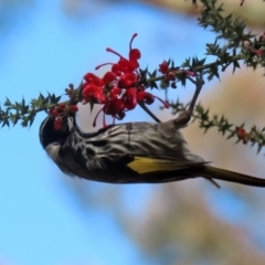 Phylidonyris novaehollandiae at Acton, ACT - 16 Nov 2021