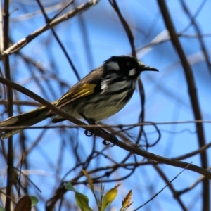 Phylidonyris novaehollandiae at Acton, ACT - 16 Nov 2021