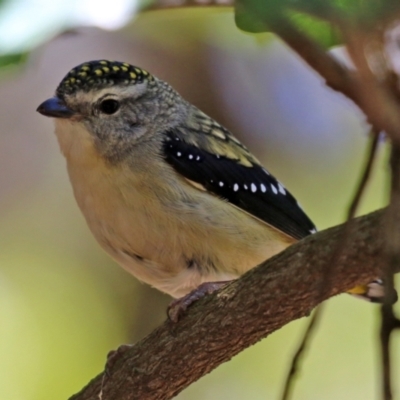 Pardalotus punctatus (Spotted Pardalote) at ANBG - 16 Nov 2021 by RodDeb