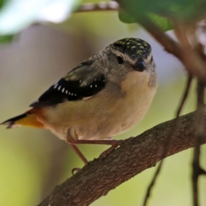 Pardalotus punctatus at Acton, ACT - 16 Nov 2021