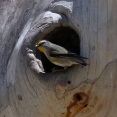 Pardalotus striatus at Acton, ACT - 16 Nov 2021