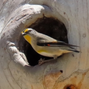 Pardalotus striatus at Acton, ACT - 16 Nov 2021