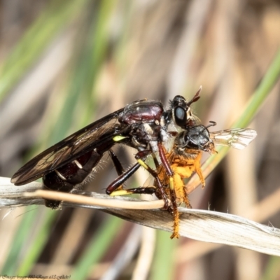 Daptolestes limbipennis (Robber fly) at Bruce, ACT - 17 Nov 2021 by Roger