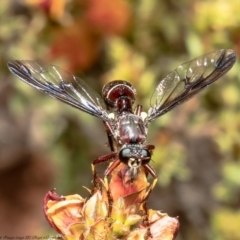 Daptolestes limbipennis at Bruce, ACT - 17 Nov 2021