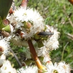 Eleale sp. (genus) (Clerid beetle) at Sth Tablelands Ecosystem Park - 17 Nov 2021 by AndyRussell