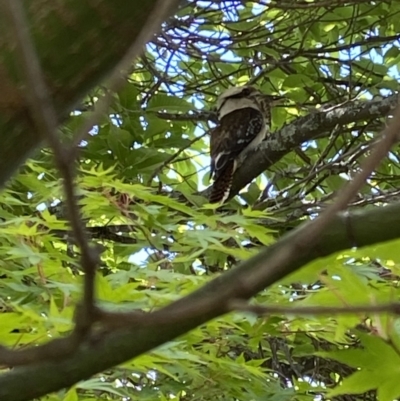 Dacelo novaeguineae (Laughing Kookaburra) at Bright, VIC - 17 Nov 2021 by jks