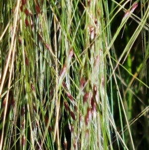 Nassella trichotoma at Jerrabomberra, ACT - 17 Nov 2021